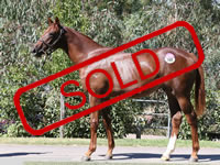 WRITTEN TYCOON x OUR HOLLYWOOD MISS COLT..